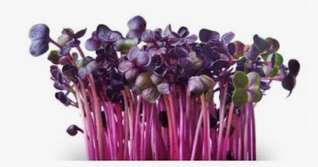 Garlic Chives & Kale microgreens